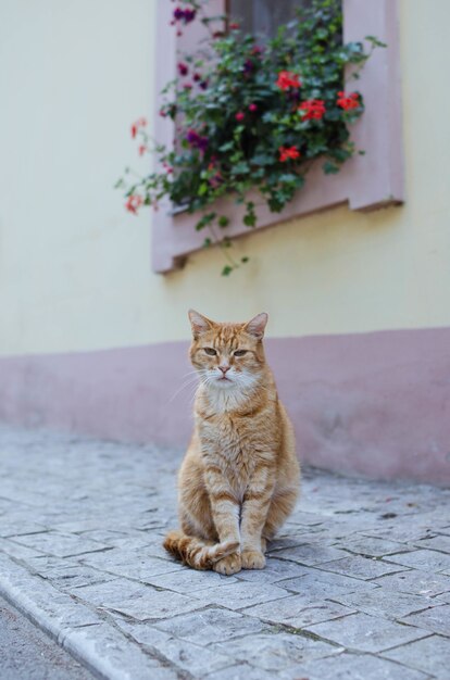 Уличная кошка позирует