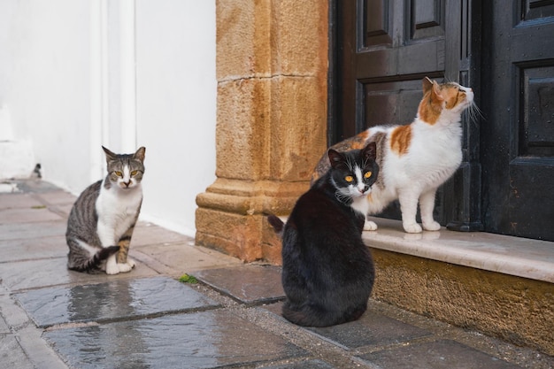 Street cats begging for food at the closed doors of the house the city of Lindos Rhodes island the Greek islands of the Dodecanese archipelago Europe a popular tourist destination