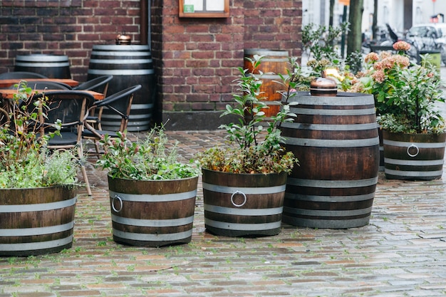 Free photo street plants in wooden baskets and barrels