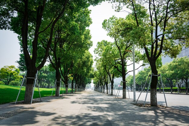 Street with trees