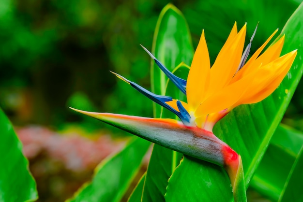 Strelitzia Reginae. Beautiful Bird of Paradise flower, green leaves in soft focus. Tropical flower on Tenerife, Canary Islands, Spain.