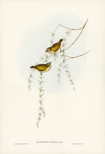 Полосатая Acanthiza (Acanthiza lineata), иллюстрированная Элизабет Гулд