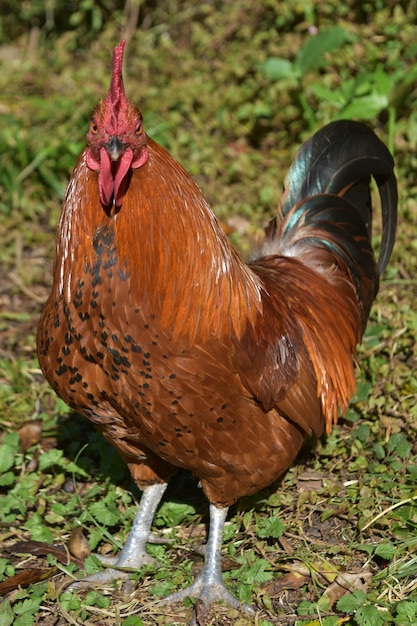 Striking close up look at a free range brown rooster with red crest.