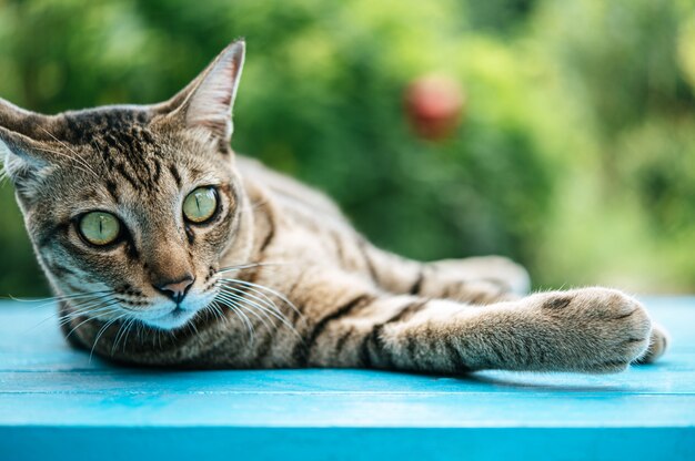 파란 시멘트 바닥에 줄무늬 고양이 수면