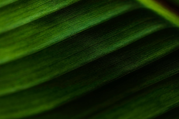 Striped palm leaf