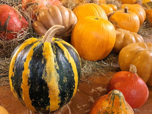 Striped pumpkin striped pumpkins background with white yellow and green lines autumn harvest Premium Photo