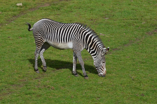 Striped zebra switching his tail on a plain.