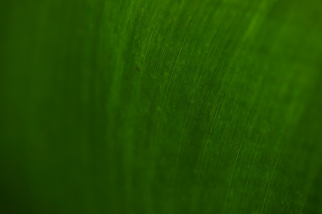 Stripes on leaf