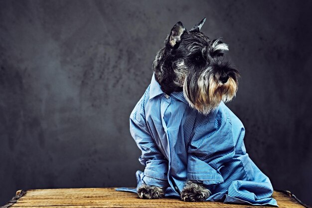 Studio portrait of fashionable schnauzer dogs dressed in a blue shirt and sunglasses.