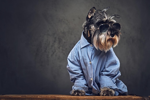 Foto gratuita ritratto in studio di cani schnauzer alla moda vestiti con una camicia blu e occhiali da sole.