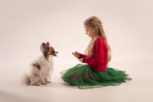 小さなあくびの子犬パピヨンのスタジオポートレート