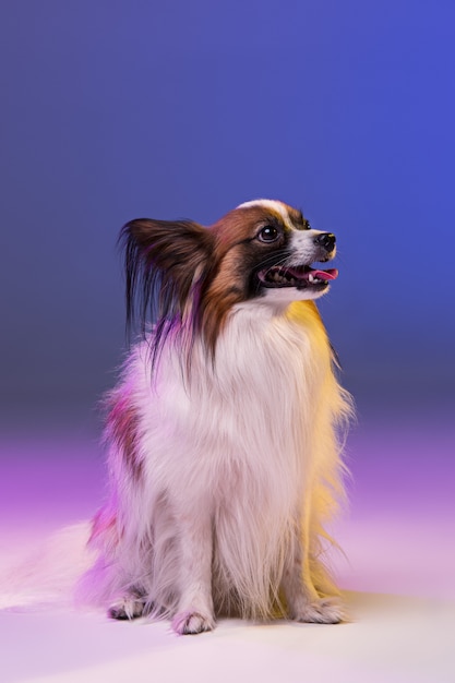 Studio portrait of a small yawning puppy Papillon