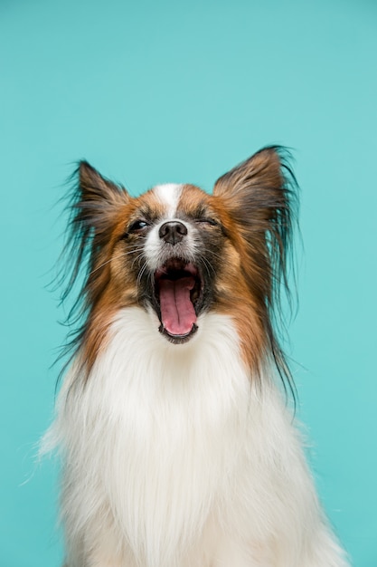 Studio portrait of a small yawning puppy