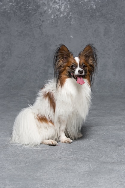 Studio portrait of a small yawning puppy