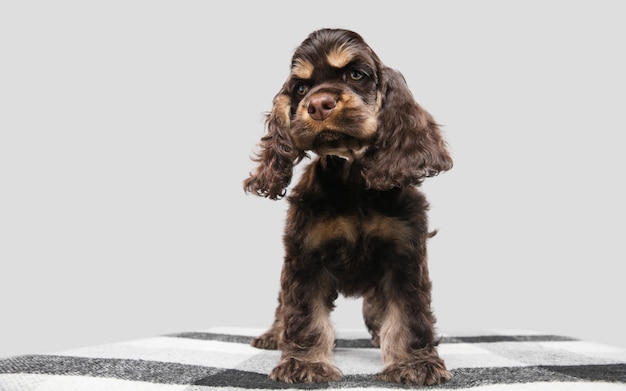 Cocker spaniel