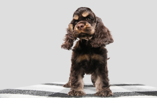 Free photo studio shot of american cocker spaniel on grey studio background