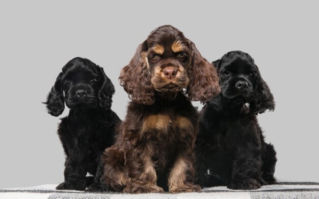 Studio shot of american cocker spaniel on grey studio background