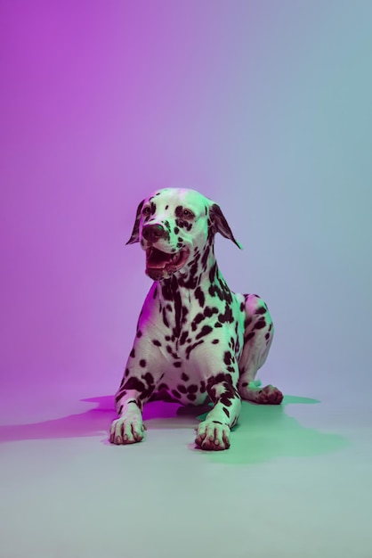 Studio shot of beautiful dalmatian dog posing isolated over gray pink green background in neon light