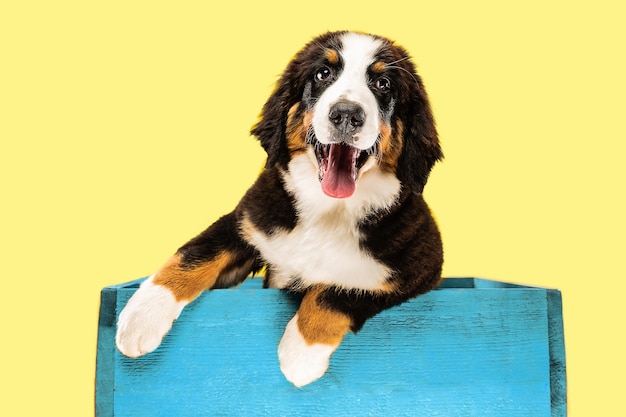 Студийный снимок щенка бернер зенненхунд на желтом фоне студии