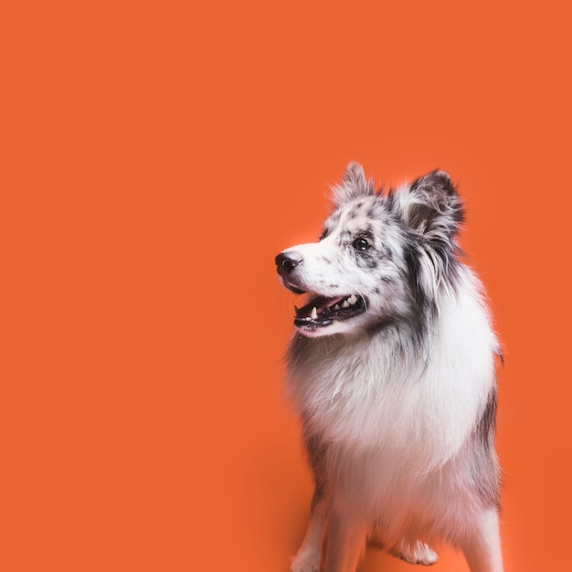 Studio shot of cute border collie dog