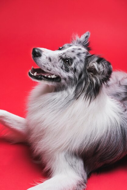 かわいいボーダーコリー犬のスタジオ撮影
