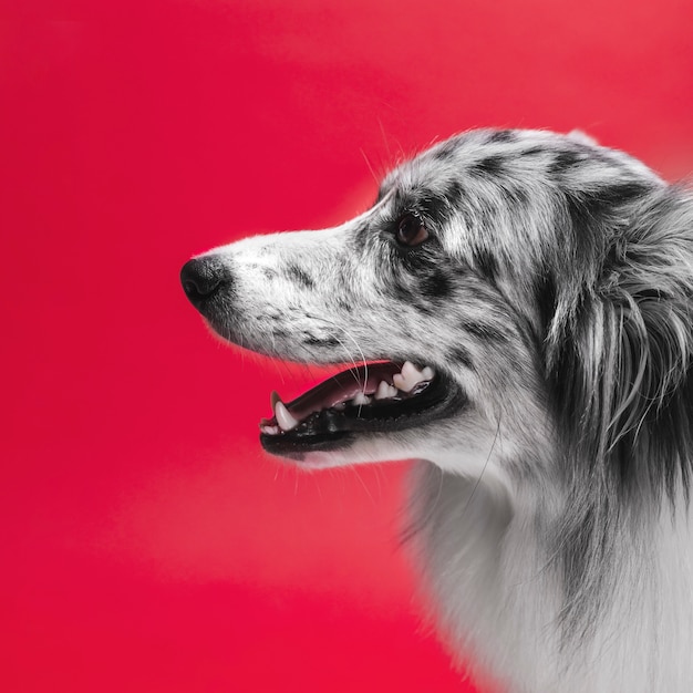 Studio shot of cute border collie dog