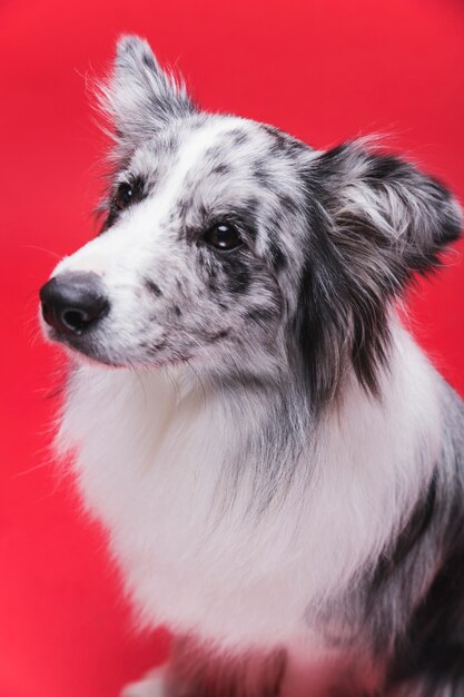 Studio shot of cute border collie dog