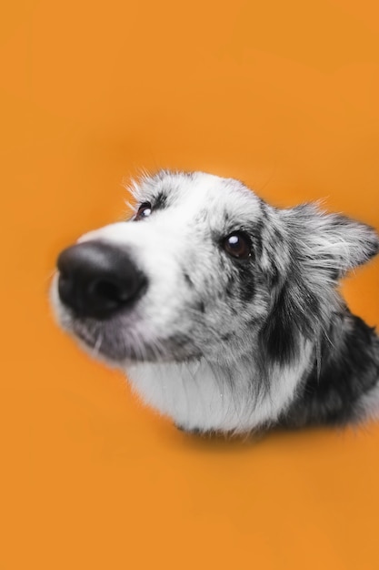 Studio shot of cute border collie dog