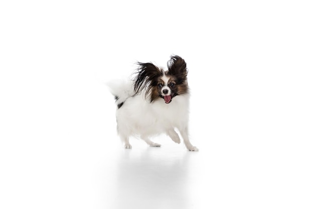 白で隔離される面白いパピヨン犬のスタジオショット