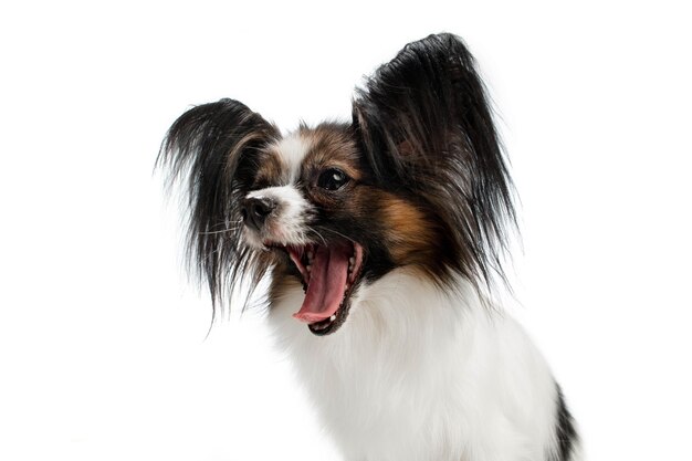 Studio shot of funny Papillon dog