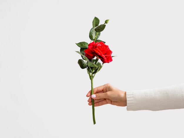 Studio shot of hand holding rose