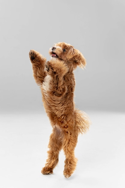 Studio shot of Maltipu dog isolated on white studio