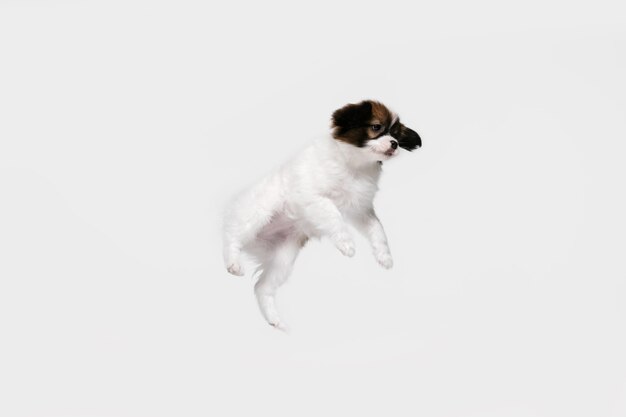 흰색 스튜디오 배경에 고립 된 빠삐용 타락한 작은 강아지의 스튜디오 샷