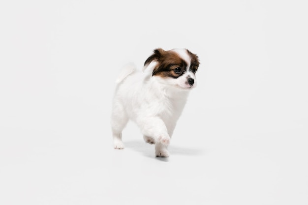 흰색에 고립 된 빠삐용 타락한 작은 강아지의 스튜디오 샷
