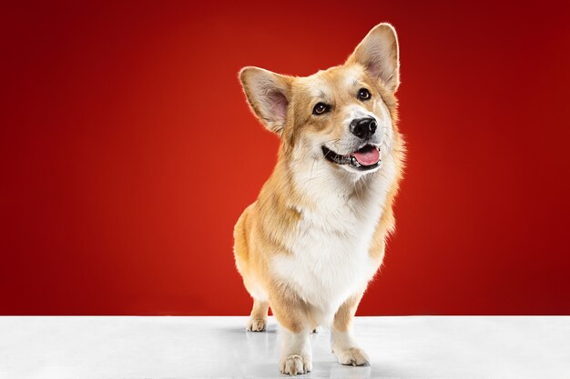 Studio shot of welsh corgi pembroke playing