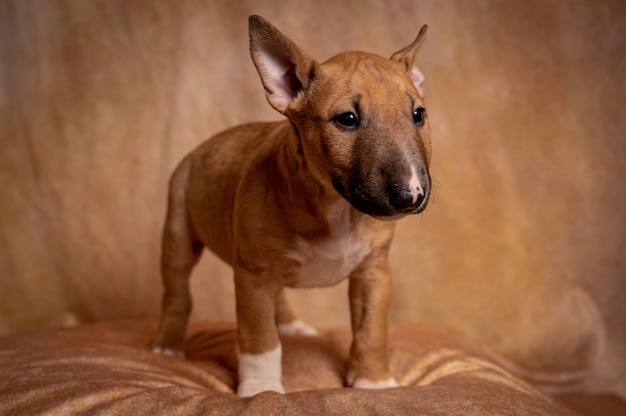 Foto gratuita studio di un cucciolo in miniatura marrone in piedi bull terrier contro uno sfondo marrone