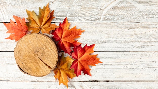 Stump and leaves on white wooden background