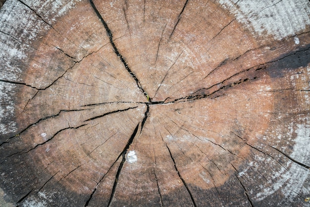 Stump of tree