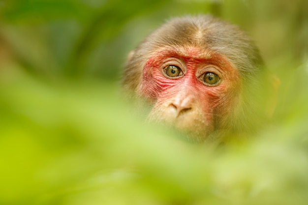 застенчивая макака с красным лицом в зеленых джунглях дикая обезьяна в красивых индийских джунглях