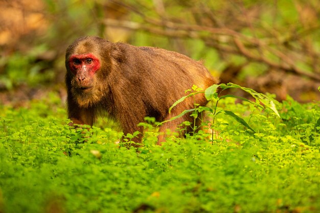 ヒンディー語の美しいインドのjunglegibbon野生生物保護区の緑のジャングルワイルドモンキーの赤い顔のベニガオザル