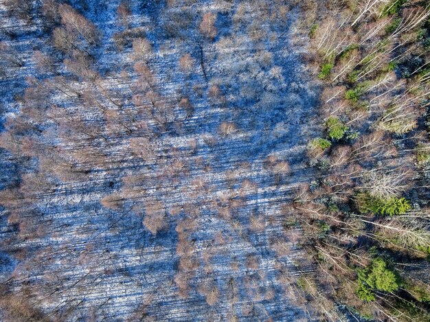 Stunning birds-eye shot of forest scenery in winter