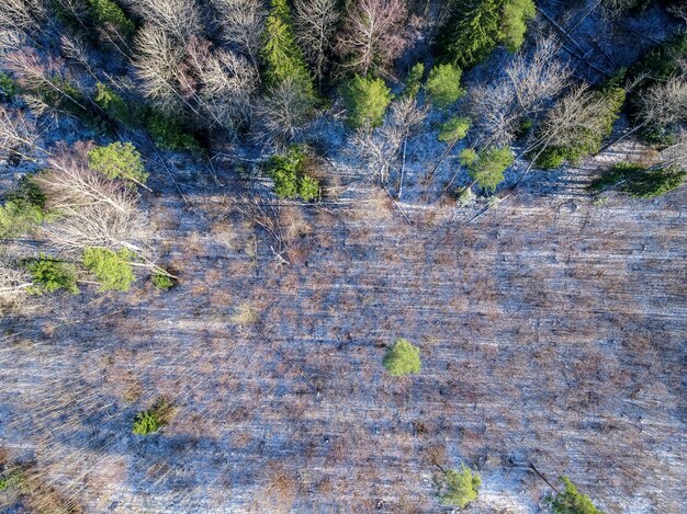 Stunning birds-eye shot of forest scenery in winter