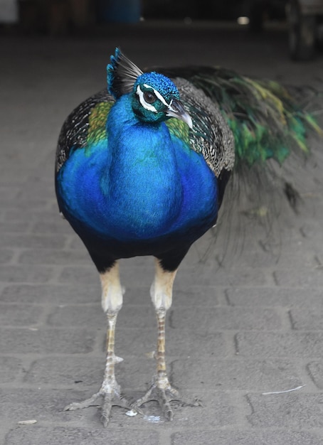 Stunning blue peacock with its feathers relaxed