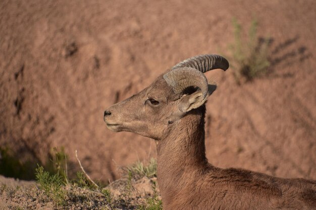 Free Photo stunning close up of a bighorn sheep profile