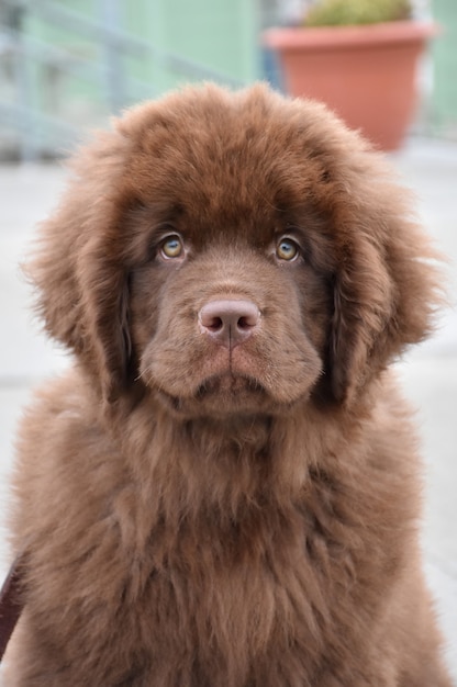 Stunning close up brown Newfoundland puppy dog