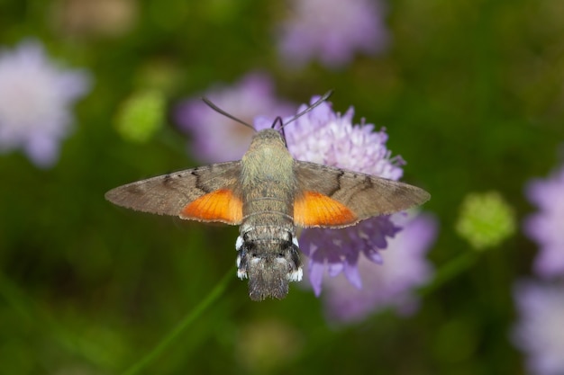 Stunning macro shot of a flying Hummingbird hawk-moth insect collecting nectar on a wildflower