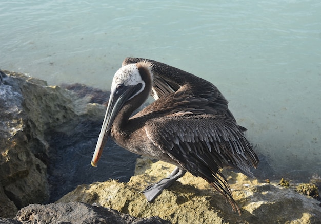 Потрясающий пеликан отдыхает на побережье арубы