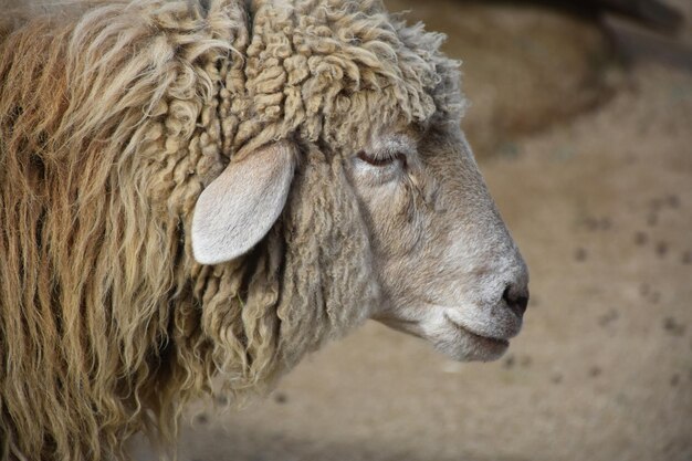 農場の庭にいる羊毛の羊の見事なプロフィール。