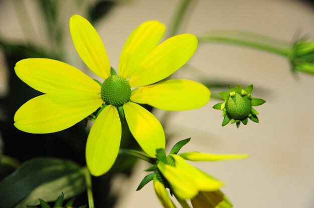 Stunning shot of a beautiful cutleaf coneflower in blossom