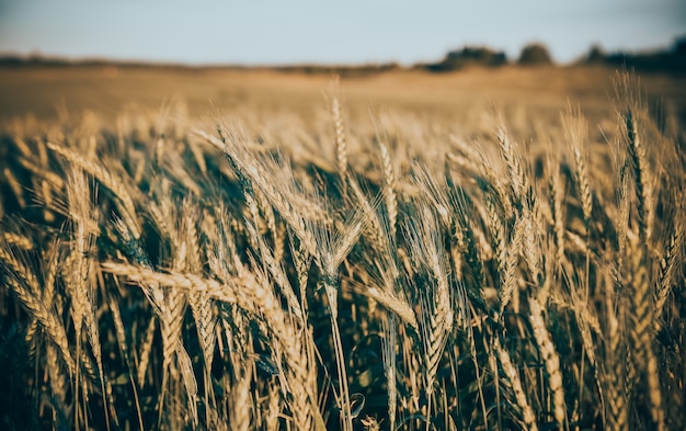 Stunning shot of ears of grain on a wheat field